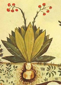 Mandrake as depicted in Tacuinum Sanitatis